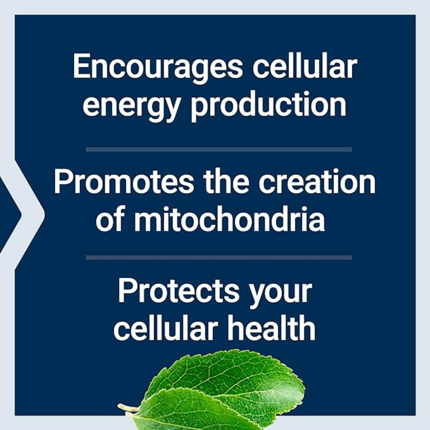 protect your cellular health